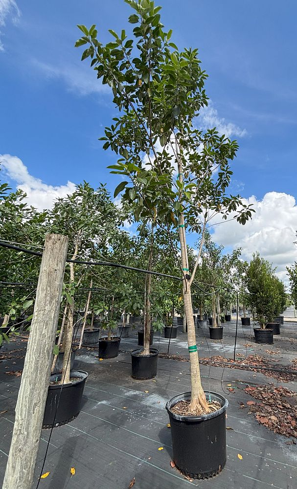 ficus-citrifolia-short-leaf-fig