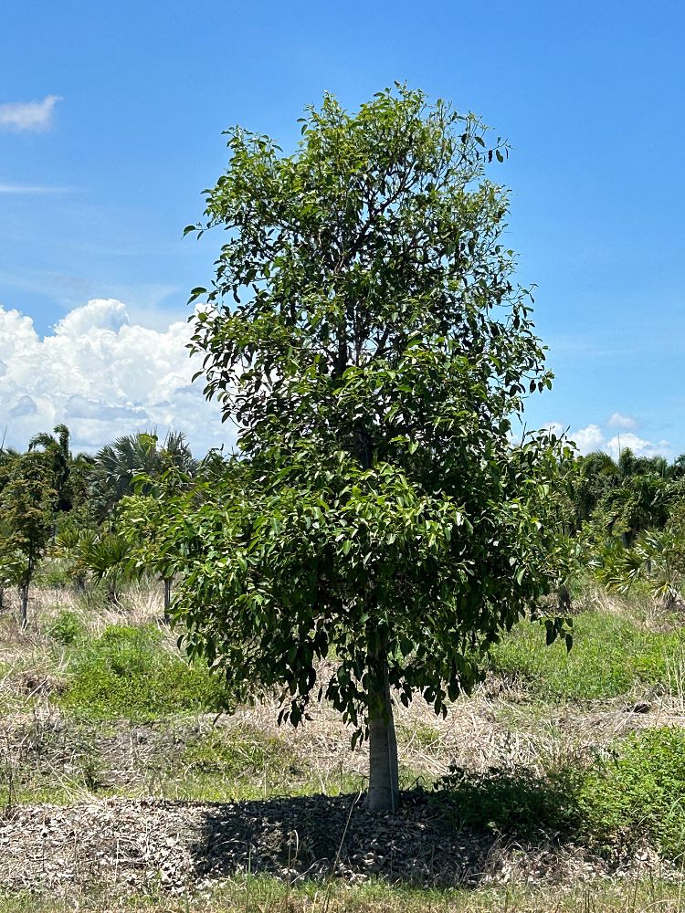 ficus-citrifolia-short-leaf-fig