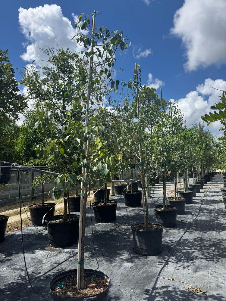ficus-citrifolia-short-leaf-fig