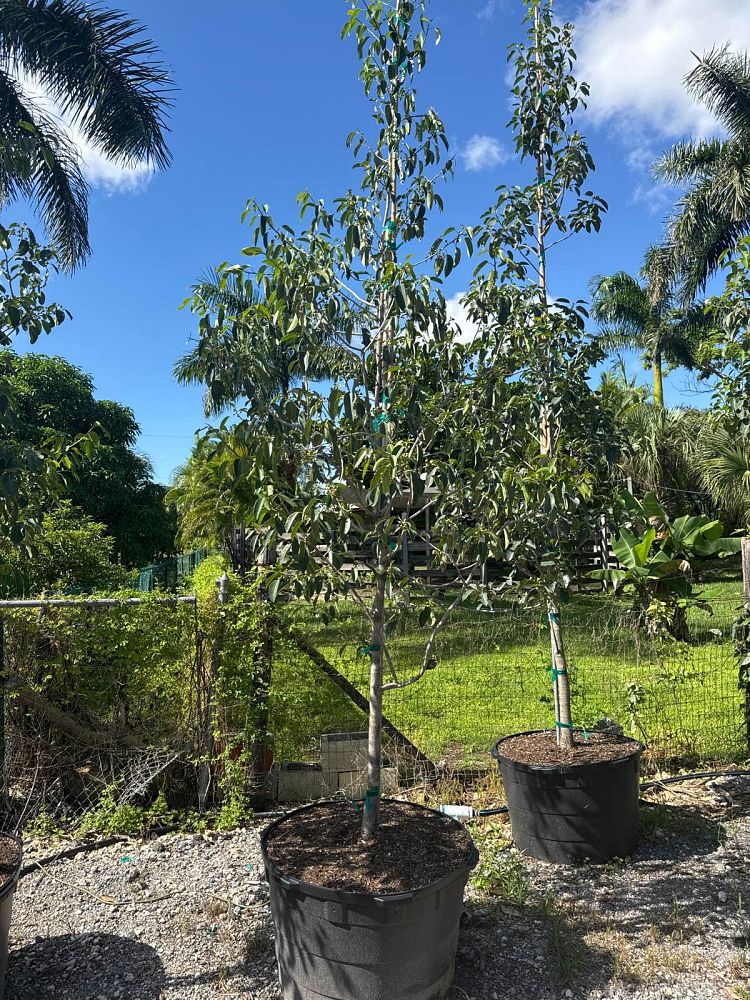 ficus-citrifolia-short-leaf-fig