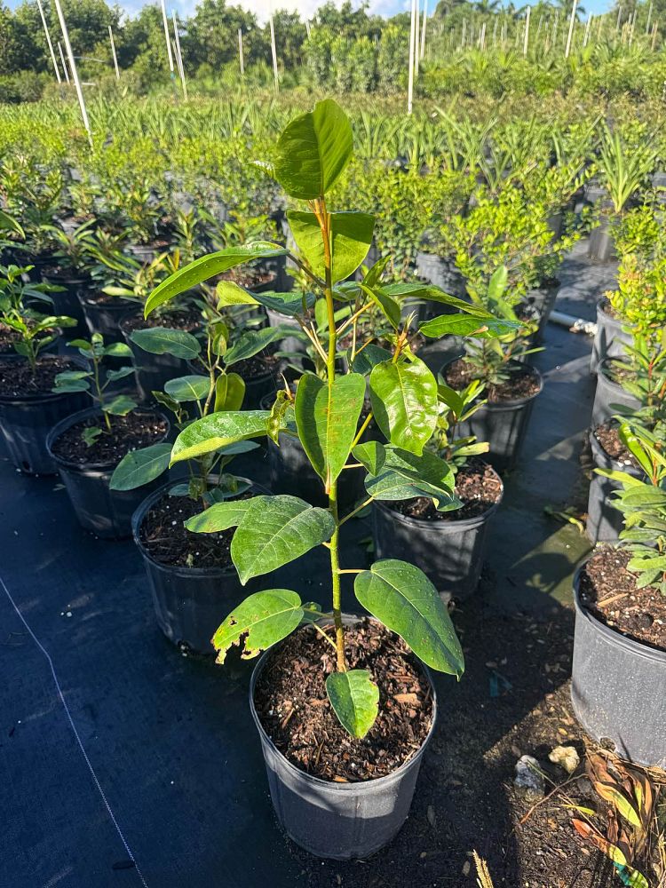 ficus-citrifolia-short-leaf-fig