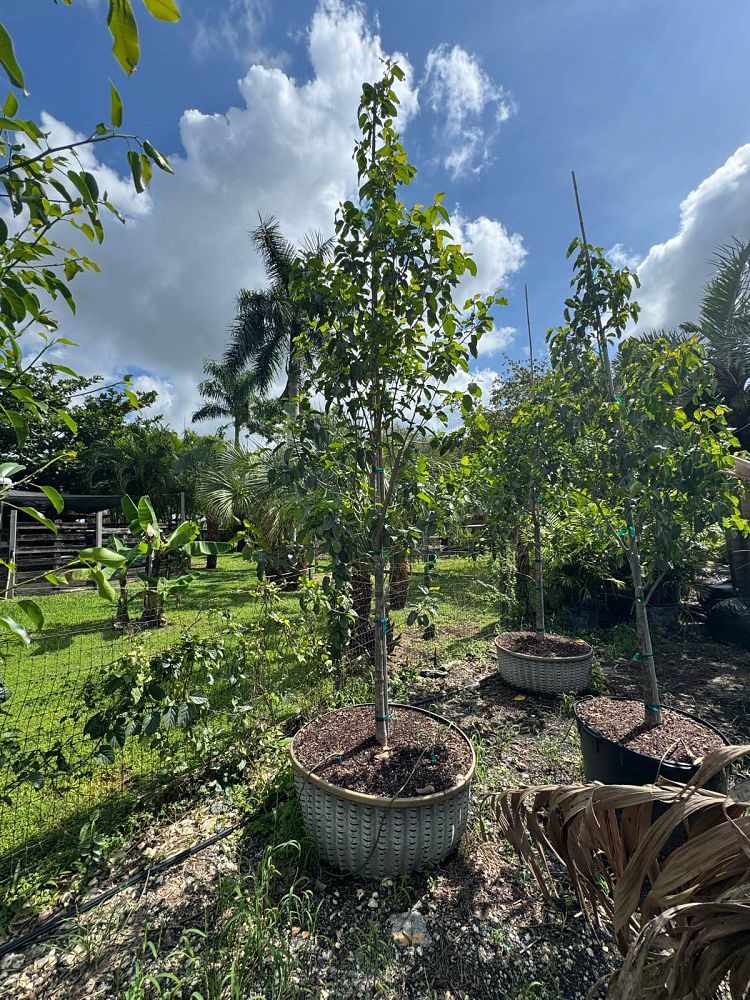 ficus-citrifolia-short-leaf-fig