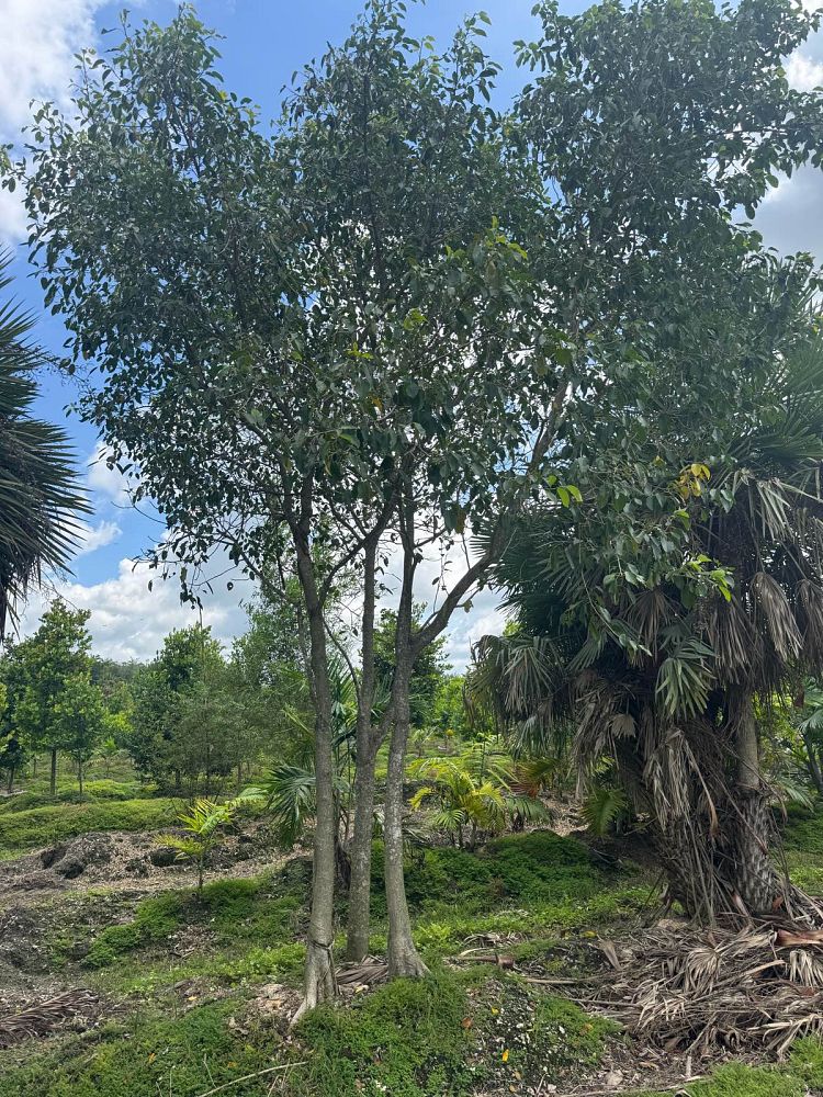 ficus-citrifolia-short-leaf-fig