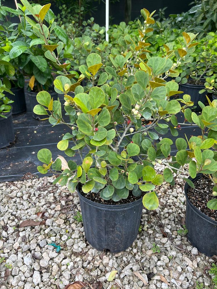 ficus-deltoidea-fig-shrub-mistletoe-fig-delta-fig