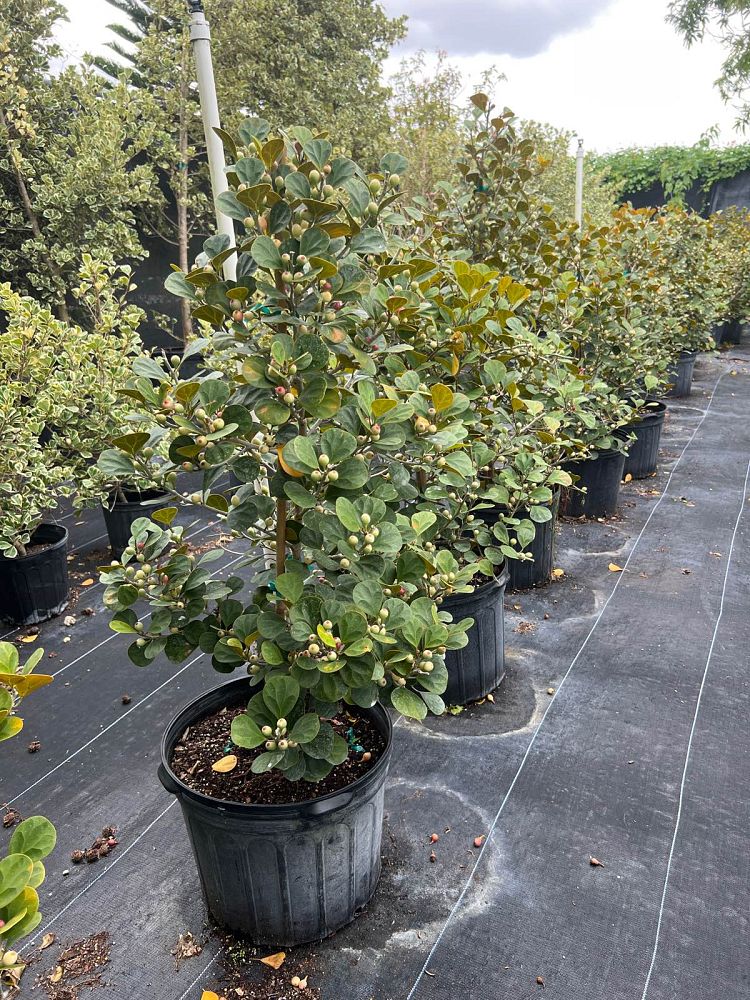 ficus-deltoidea-fig-shrub-mistletoe-fig-delta-fig