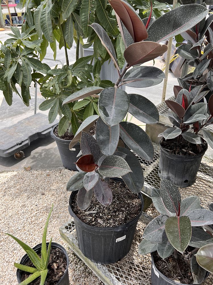ficus-elastica-burgundy-decora-rubber-plant-indian-rubber-tree