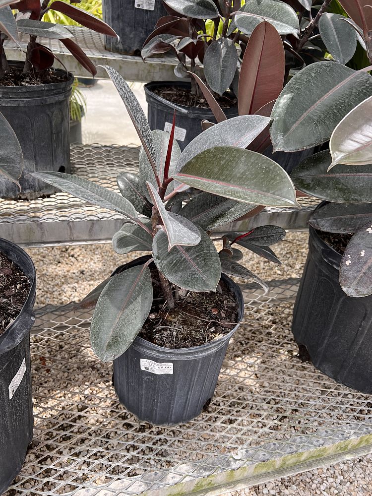 ficus-elastica-burgundy-decora-rubber-plant-indian-rubber-tree