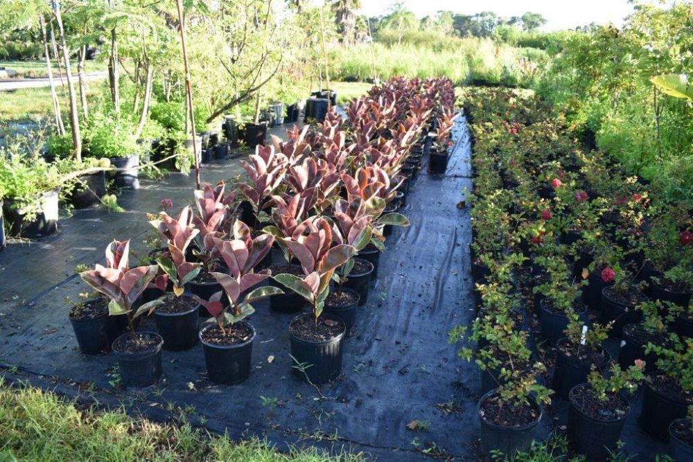 ficus-elastica-burgundy-decora-rubber-plant-indian-rubber-tree