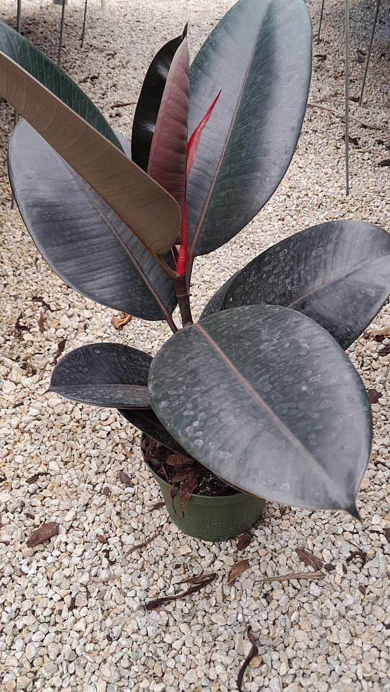 ficus-elastica-burgundy-decora-rubber-plant-indian-rubber-tree