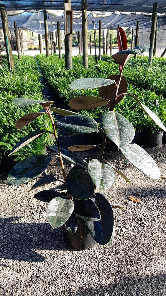 ficus-elastica-burgundy-decora-rubber-plant-indian-rubber-tree