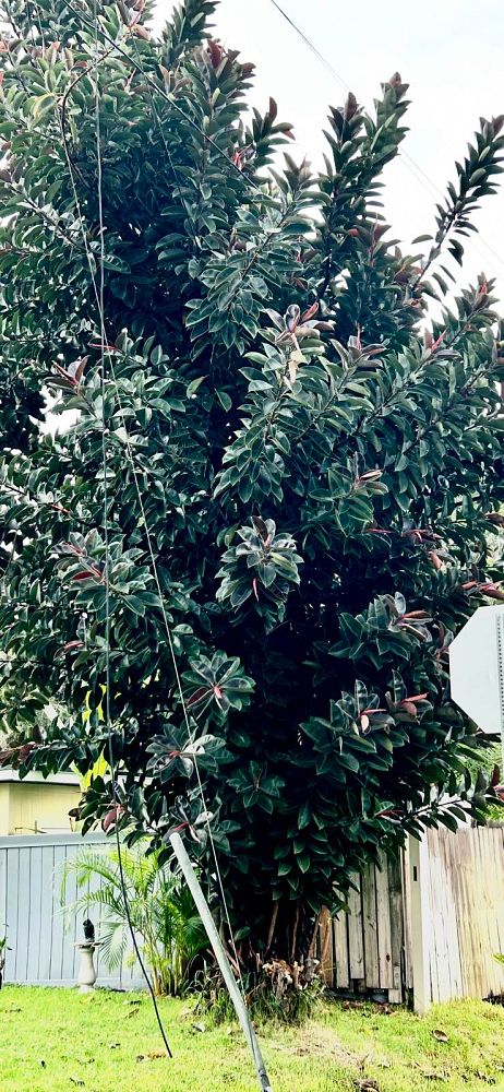 ficus-elastica-burgundy-decora-rubber-plant-indian-rubber-tree