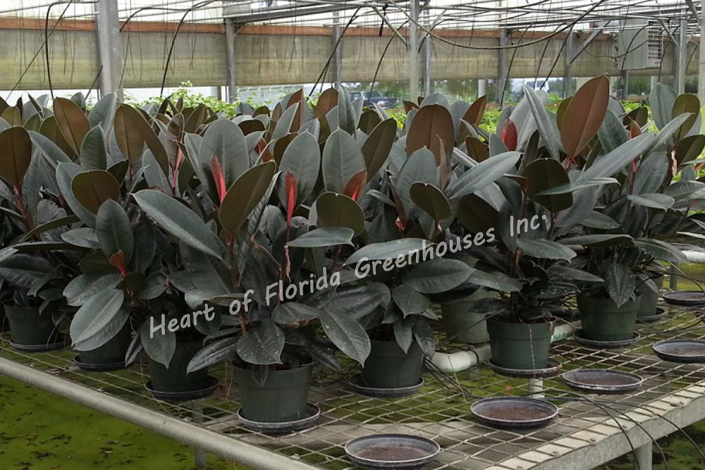 ficus-elastica-burgundy-rubber-plant-indian-rubber-tree