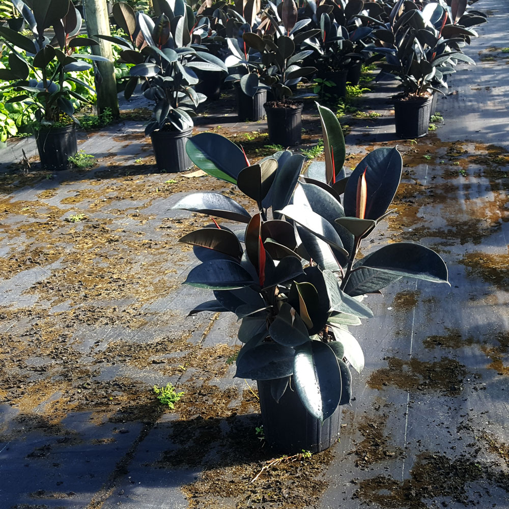 ficus-elastica-burgundy-rubber-plant-indian-rubber-tree