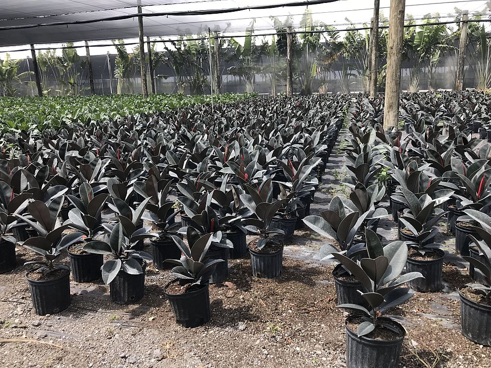 ficus-elastica-burgundy-rubber-plant-indian-rubber-tree