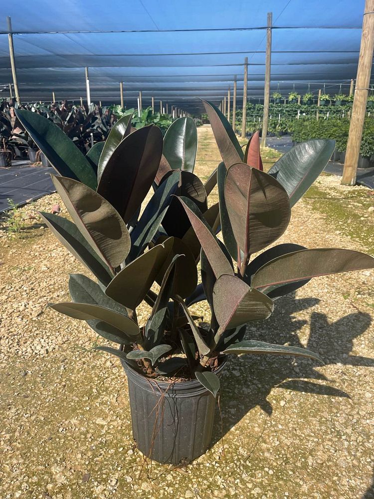 ficus-elastica-burgundy-rubber-plant-indian-rubber-tree
