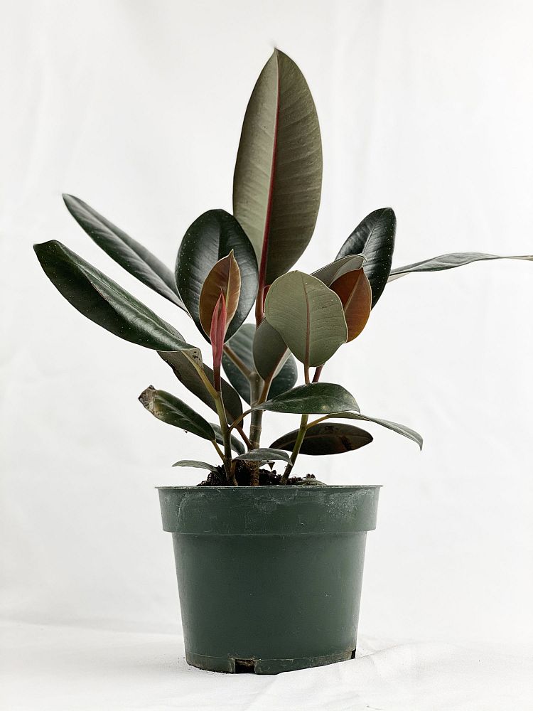 ficus-elastica-burgundy-rubber-plant-indian-rubber-tree