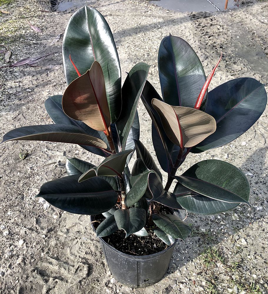 ficus-elastica-burgundy-rubber-plant-indian-rubber-tree