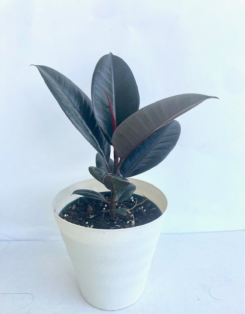 ficus-elastica-burgundy-rubber-plant-indian-rubber-tree