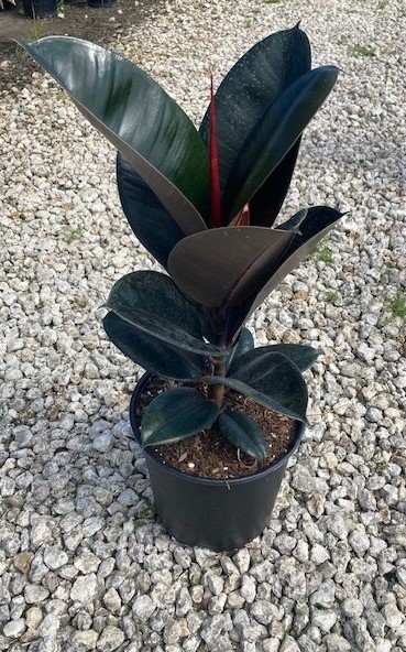 ficus-elastica-burgundy-rubber-plant-indian-rubber-tree
