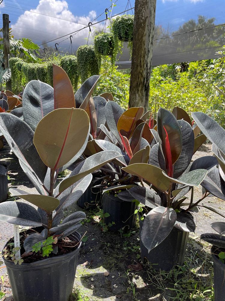 ficus-elastica-burgundy-rubber-plant-indian-rubber-tree