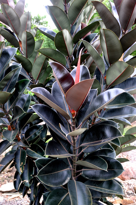 ficus-elastica-burgundy-rubber-plant-indian-rubber-tree