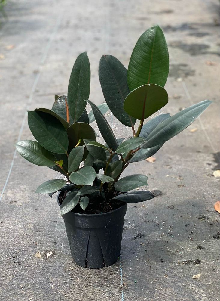 ficus-elastica-burgundy-rubber-plant-indian-rubber-tree
