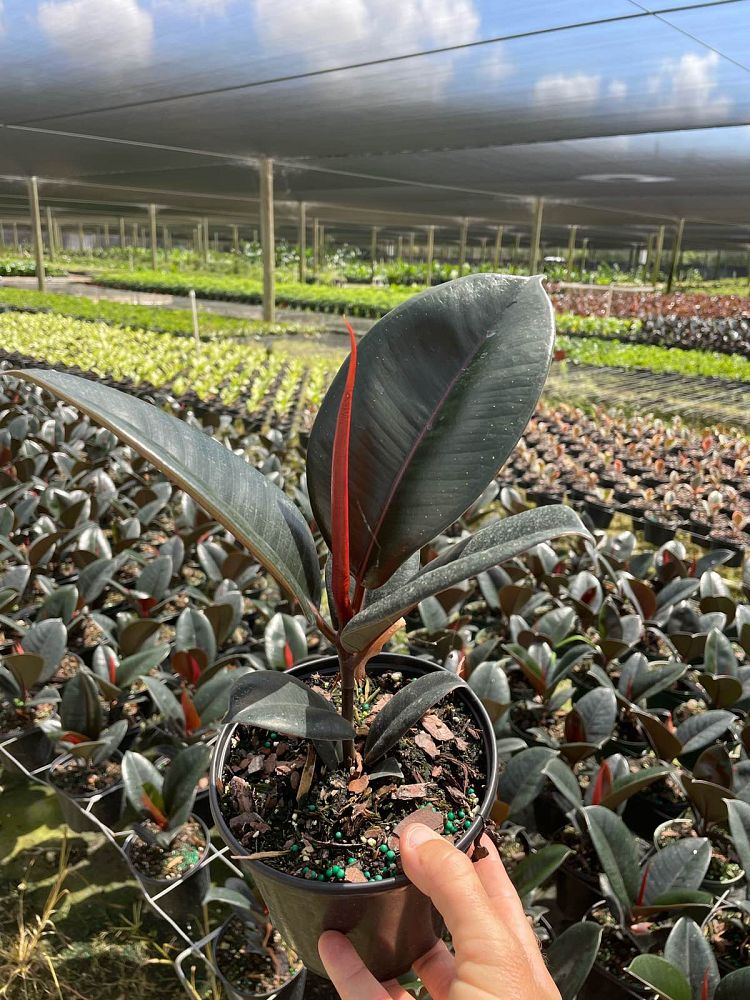 ficus-elastica-burgundy-rubber-plant-indian-rubber-tree