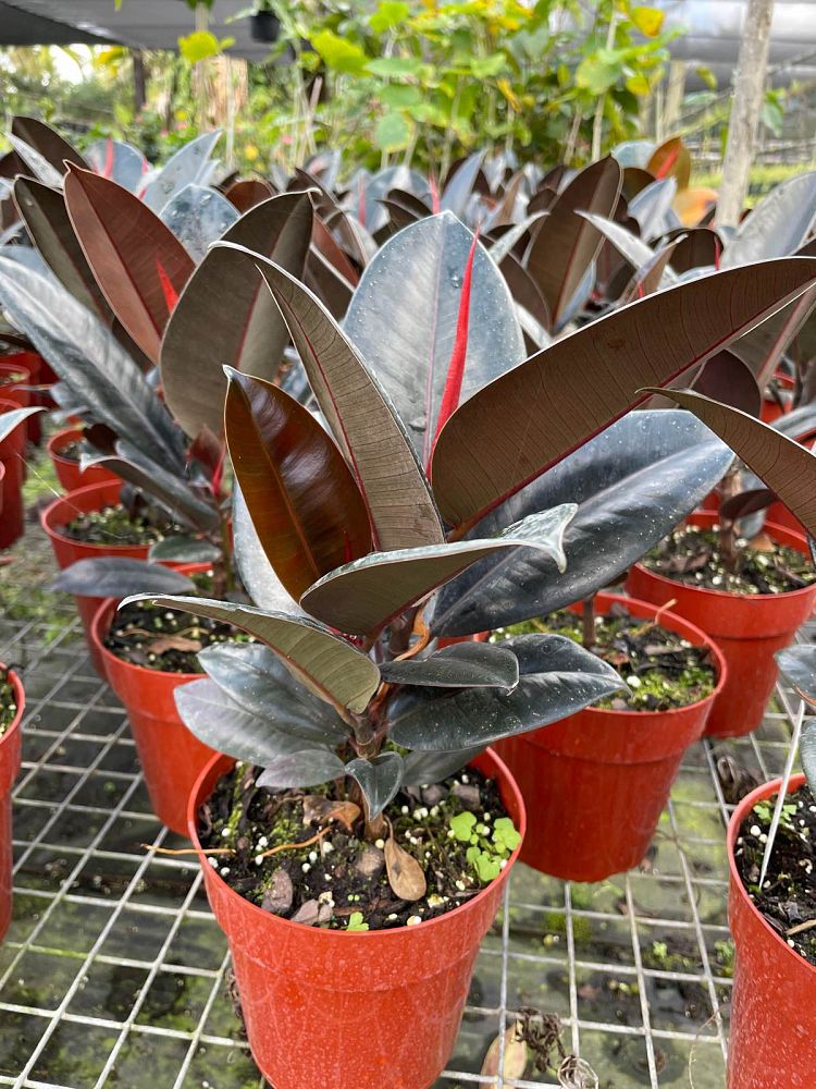 ficus-elastica-burgundy-rubber-plant-indian-rubber-tree