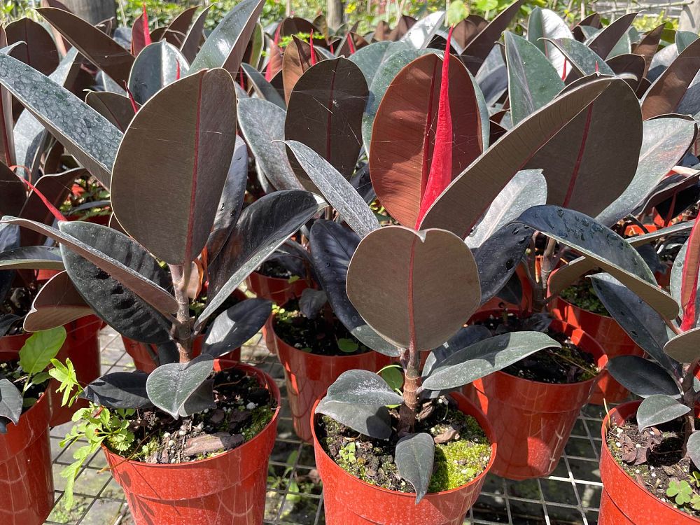 ficus-elastica-burgundy-rubber-plant-indian-rubber-tree