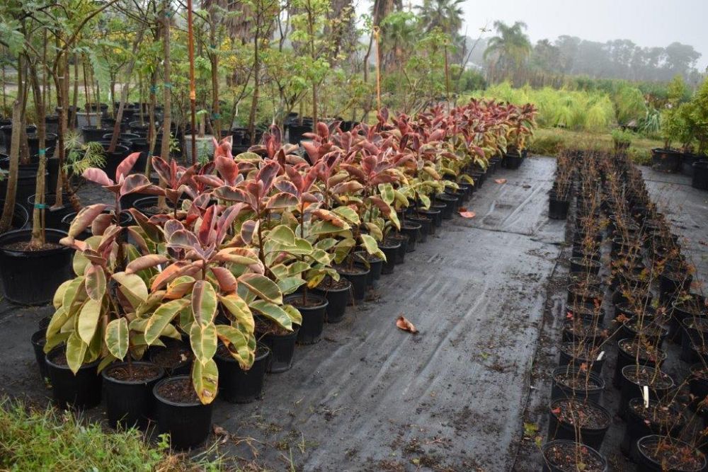 ficus-elastica-burgundy-rubber-plant-indian-rubber-tree