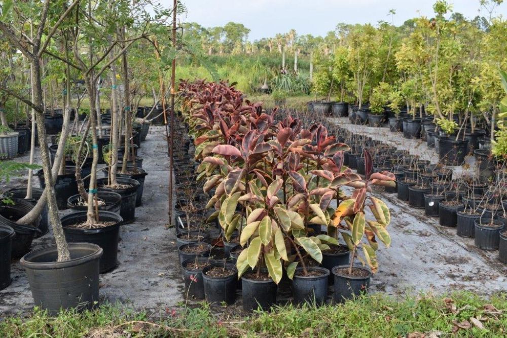 ficus-elastica-burgundy-rubber-plant-indian-rubber-tree