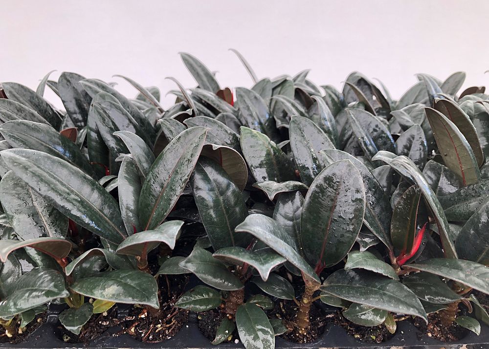 ficus-elastica-burgundy-rubber-plant-indian-rubber-tree