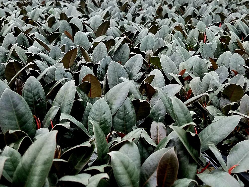 ficus-elastica-burgundy-rubber-plant-indian-rubber-tree