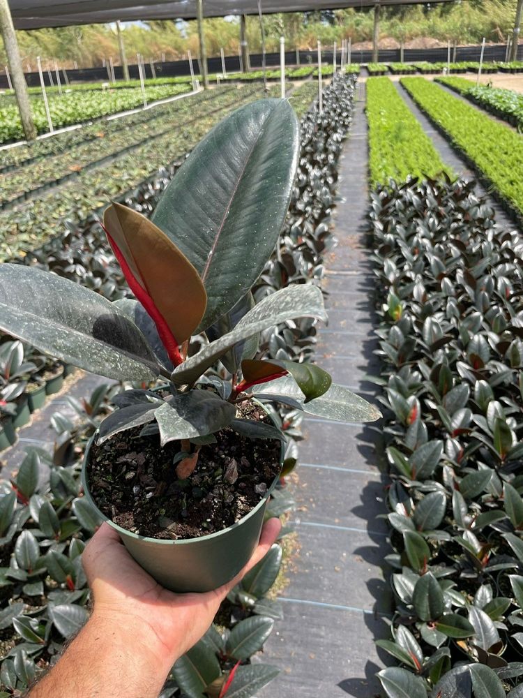 ficus-elastica-burgundy-rubber-plant-indian-rubber-tree