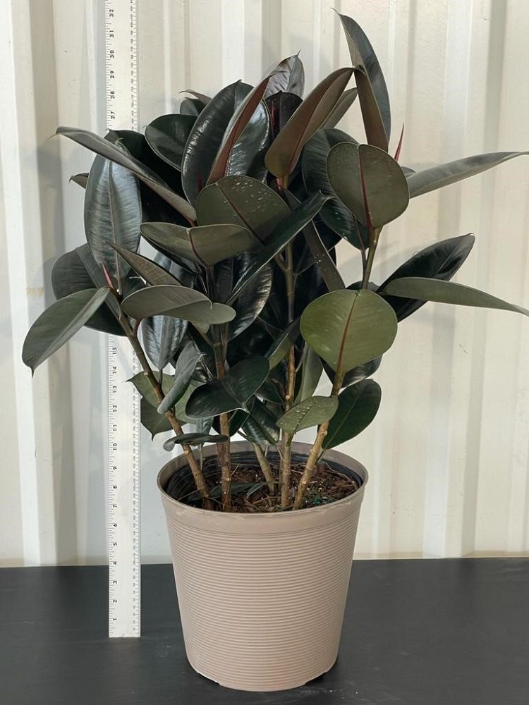 ficus-elastica-burgundy-rubber-plant-indian-rubber-tree