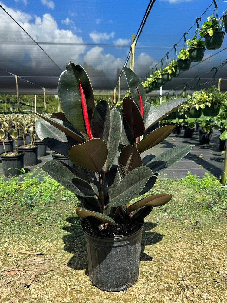 ficus-elastica-burgundy-rubber-plant-indian-rubber-tree
