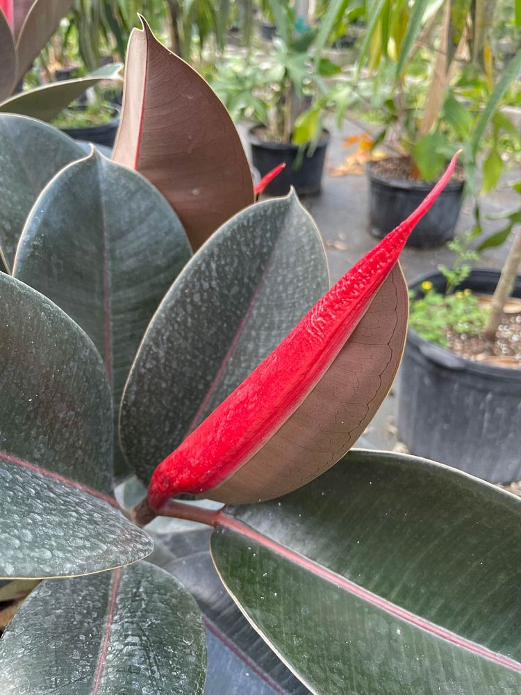 ficus-elastica-burgundy-rubber-plant-indian-rubber-tree