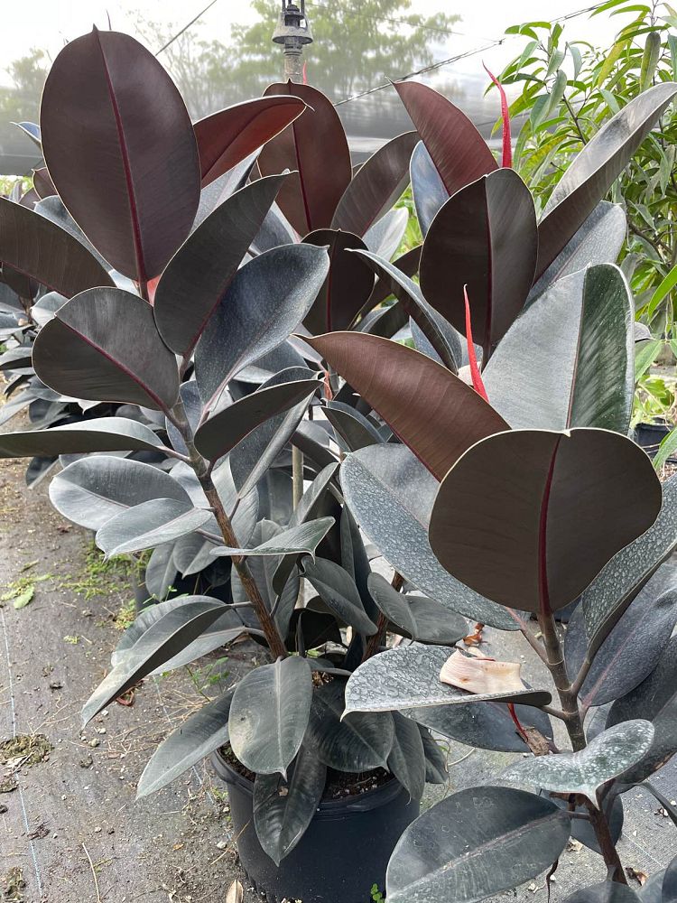 ficus-elastica-burgundy-rubber-plant-indian-rubber-tree