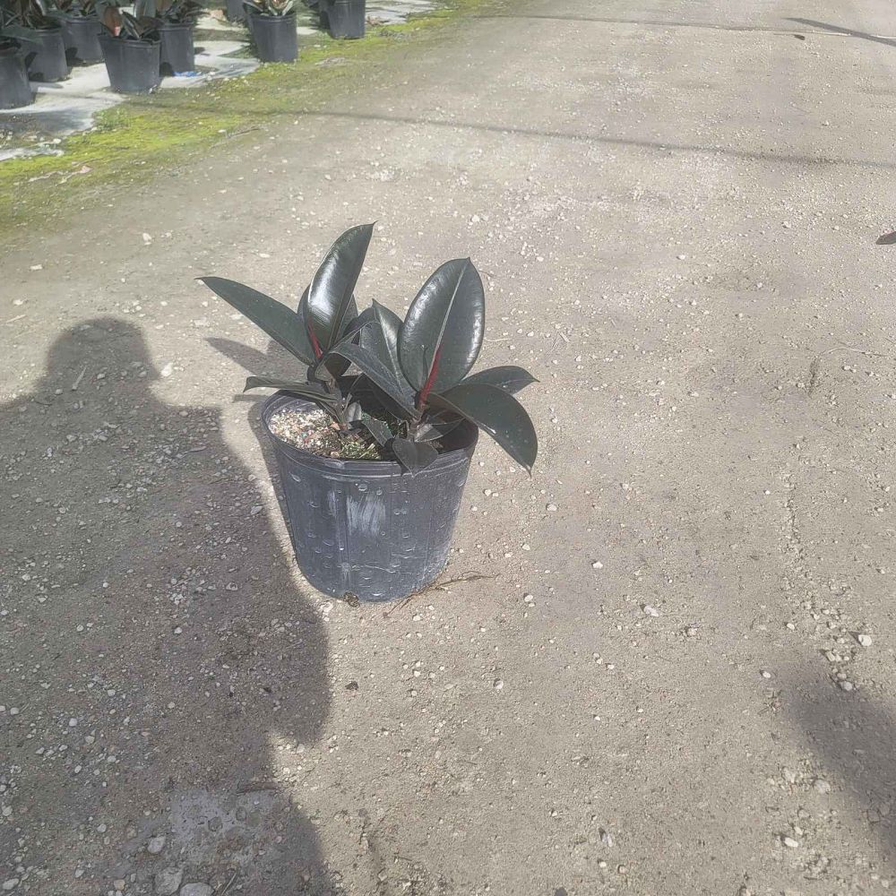 ficus-elastica-burgundy-rubber-plant-indian-rubber-tree