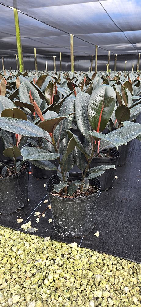 ficus-elastica-burgundy-rubber-plant-indian-rubber-tree