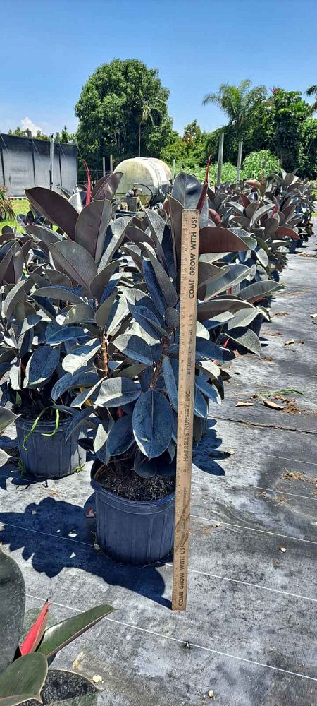 ficus-elastica-burgundy-rubber-plant-indian-rubber-tree