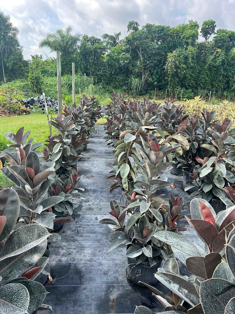 ficus-elastica-burgundy-rubber-plant-indian-rubber-tree