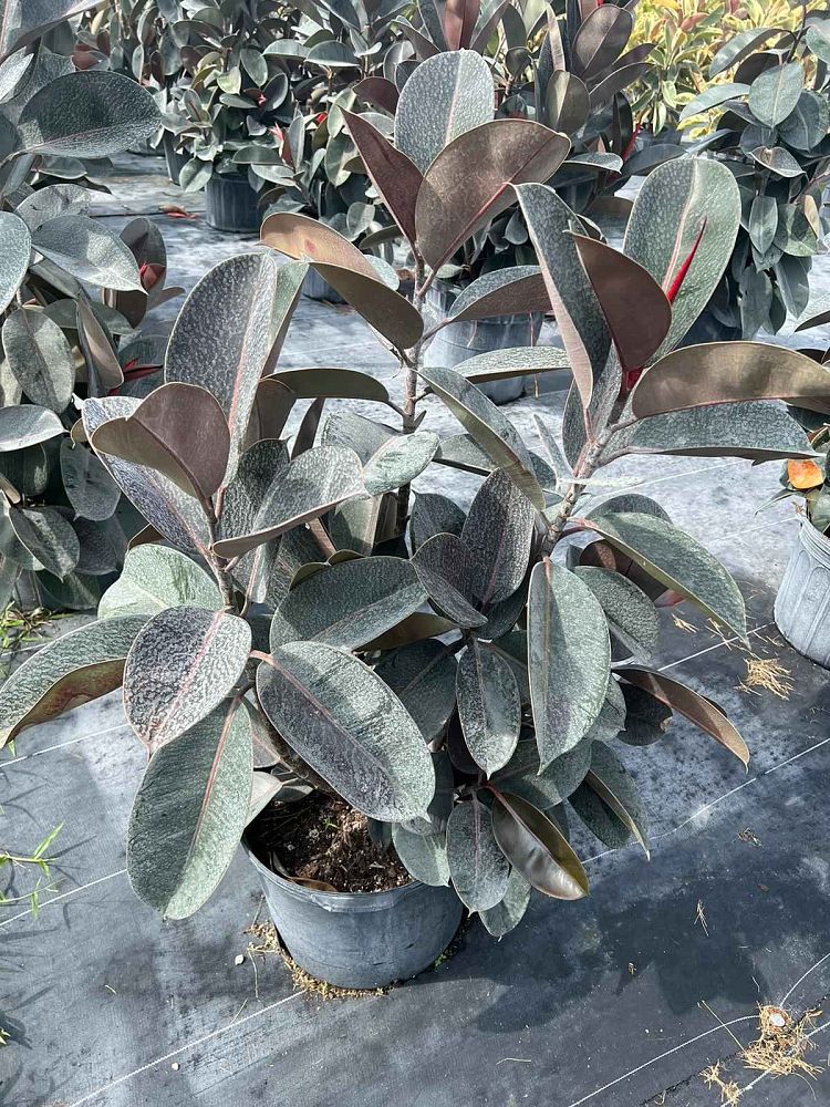 ficus-elastica-burgundy-rubber-plant-indian-rubber-tree