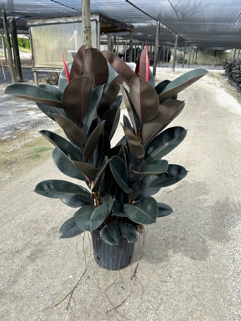 ficus-elastica-burgundy-rubber-plant-indian-rubber-tree