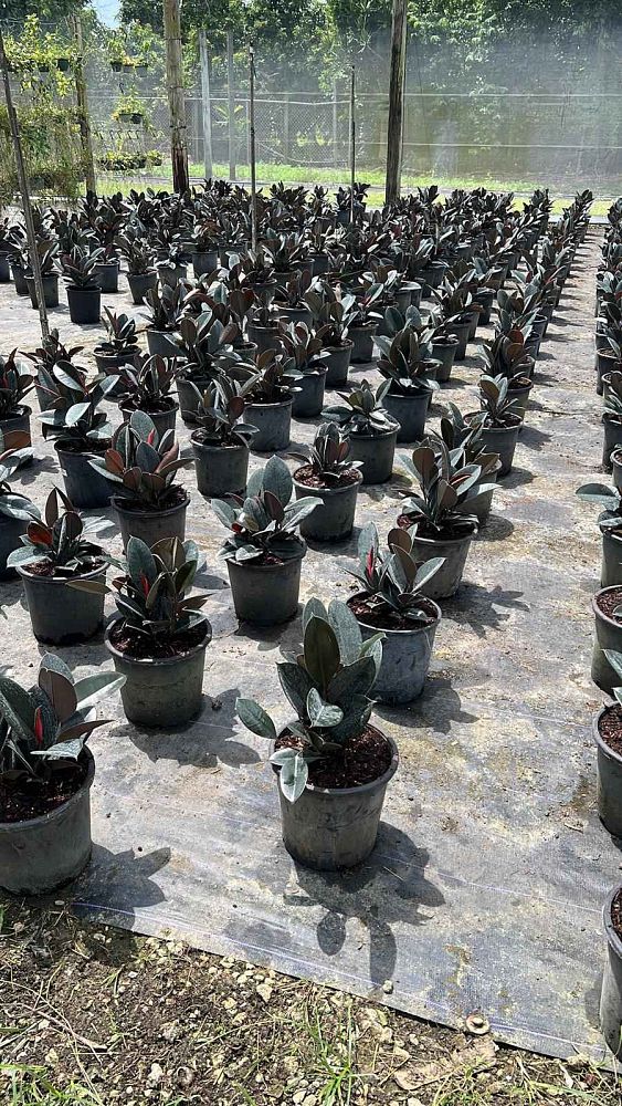 ficus-elastica-burgundy-rubber-plant-indian-rubber-tree