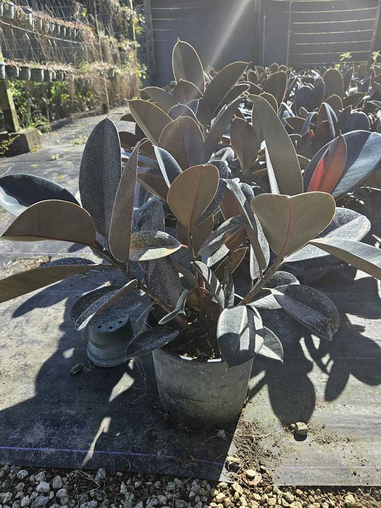 ficus-elastica-burgundy-rubber-plant-indian-rubber-tree