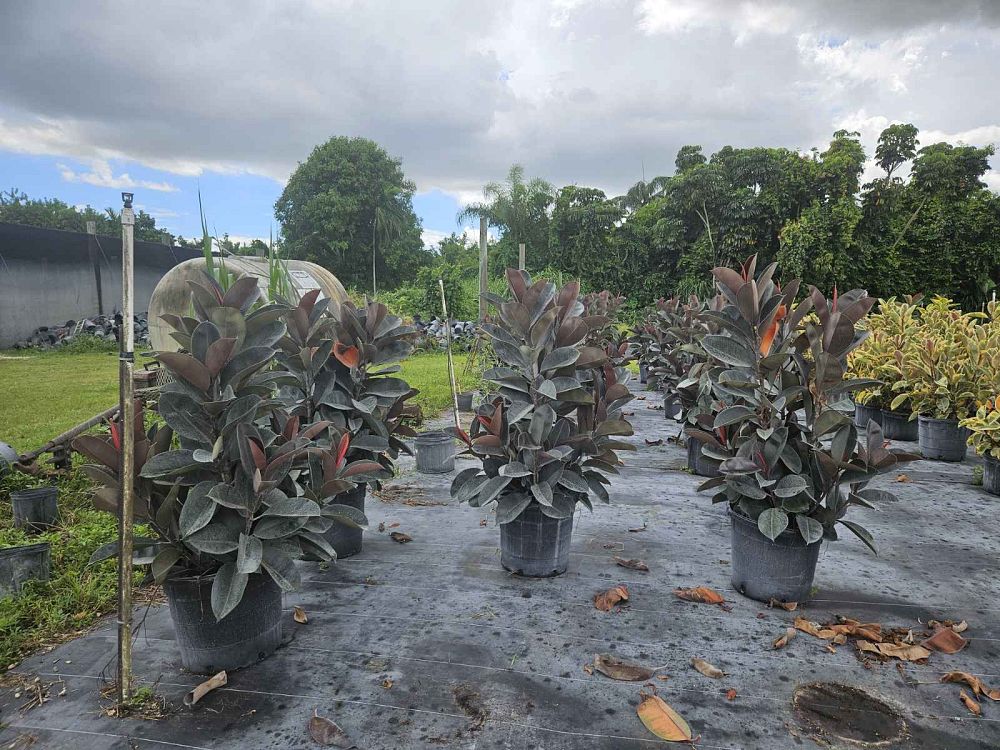 ficus-elastica-burgundy-rubber-plant-indian-rubber-tree