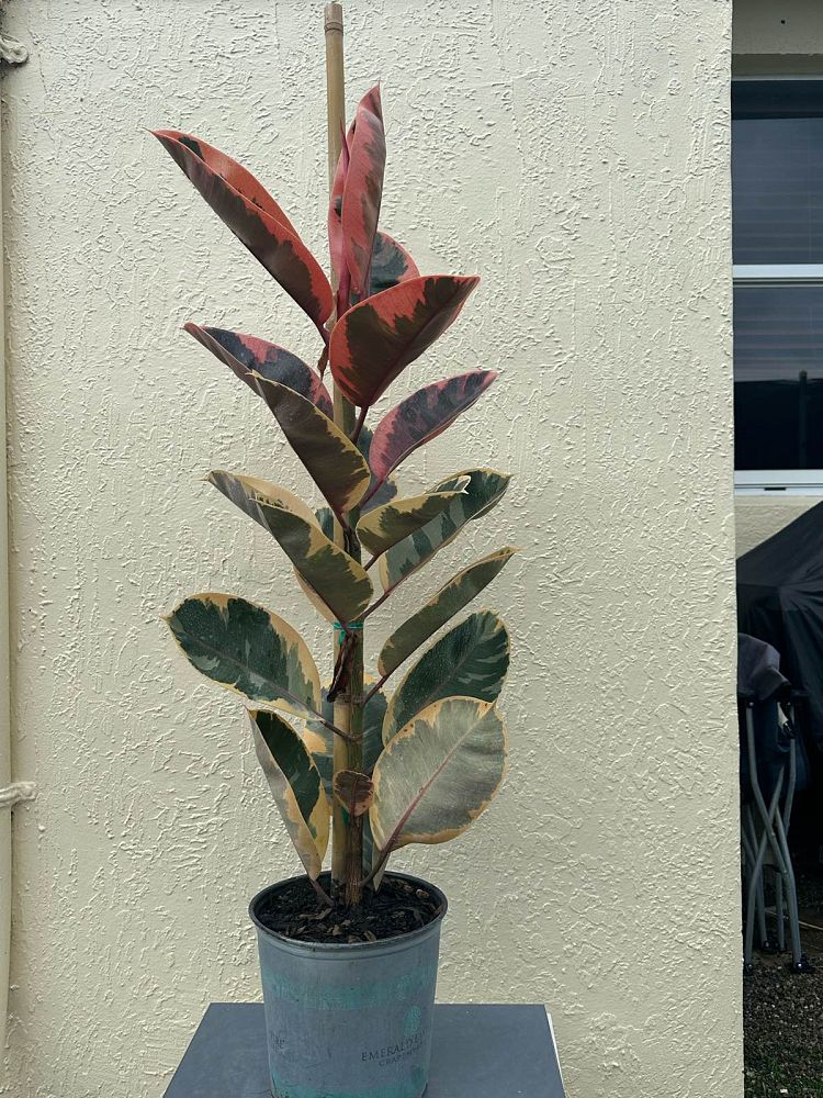 ficus-elastica-burgundy-rubber-plant-indian-rubber-tree