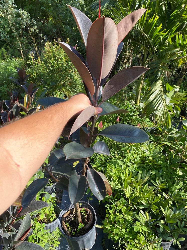 ficus-elastica-burgundy-rubber-plant-indian-rubber-tree
