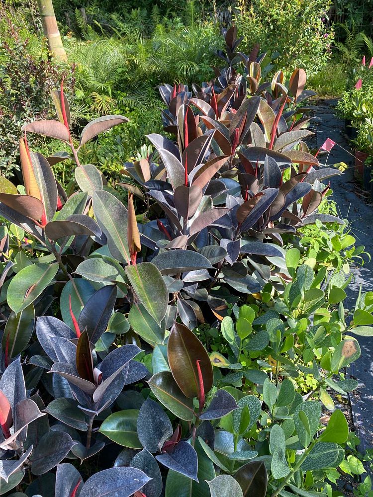 ficus-elastica-burgundy-rubber-plant-indian-rubber-tree
